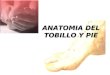 Anatomia del tobillo y pie