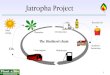 Projeto Biodiesel Jatropha