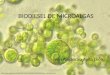 Biodiesel de Microalgas