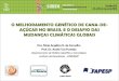 O melhoramento genético de cana-de-açúcar no Brasil e o Desafio das Mudanças Climáticas