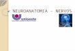Neuroanatomia   nervos