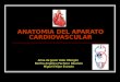 Anatomia Del Aparato Cardiovascular