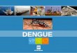 Dengue 2008