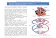 Sistema Cardiovascular Visao Geral Toto (1)