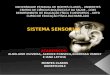 Sistema sensorial   .. anatomia