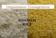 OGM - arroz transgénico