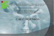 Apresentação Calcogênios - Grupo 16