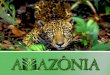 Ecologia - Bioma Amazônia