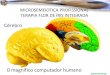 Clodoaldo Pacheco - Cérebro e íris