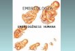 Embriologia  slides