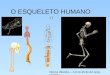 O Esqueleto Humano - Sistema Ósseo