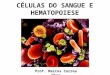 MCD-Celulas Do Sangue e Hematopoese MED2009 Arquivo