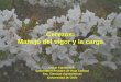 Cerezos: Manejo del vigor y la carga Oscar Carrasco R. Laboratorio Frutales de Hoja Caduca Fac. Ciencias Agronómicas Universidad de Chile