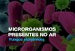 MICRORGANISMOS PRESENTES NO AR Fungos alergênicos