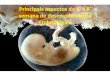 Principais aspectos da 4 ª a 8 ª semana de desenvolvimento embriológico