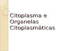 Citoplasma e Organelas Citoplasmáticas. Organelas Citoplasmáticas Retículo Endoplasmático Liso e Rugoso Transporte e armazenamento de substâncias; R.E.L