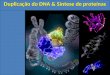 Duplicação do DNA & Síntese de proteínas. ÁCIDOS NUCLÉICOS 1)Conceito: Os Ácidos Nucléicos são macromoléculas, formadas por seqüências de nucleotídeos,