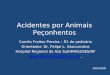 Acidentes por Animais Peçonhentos Camila Freitas Pereira – R1 de pediatria Orientador: Dr. Felipe L. Vasconcelos Hospital Regional da Asa Sul(HRAS)/SES/DF