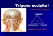 Trígono occipital Trígono occipital Formação do triângulo Formação do triângulo occipital occipital DOR Transv.C1Espinhoasa C2 NEUROPATIA MECÂNICA