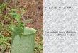 Um amieiro negro plantado este ano na Ribeira do Tojo Na jornada de 3 de Julho