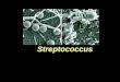 Streptococcus. HABITAT Constituem a principal população de microrganismos da cavidade oral