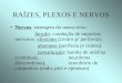 RAÍZES, PLEXOS E NERVOS Nervos: emergem do neuro-eixo função: condução de impulsos nervosos: eferentes (centro p/ periferia), aferentes (periferia p