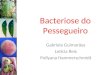 Bacteriose do Pessegueiro Gabriela Guimarães Letícia Reis Pollyana Hammerschmidt