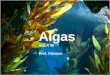 Algas AULA 06 Prof. Fabiano CARACTERÍSTICAS GERAIS Toda alga é autótrofa fotossintetizante, uni ou pluricelulares. Todas possuem clorofila. As algas
