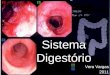 Vera Vargas 2011. Sistema Digestivo Sistema respiratório Boca