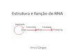 Estrutura e função do RNA Vera Vargas. Dogma central O dogma central da biologia é que a informação estocada no DNA é transferida para moléculas de RNA