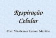 Respira§£o Celular Prof. Waldemar Ernani Martins