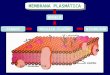 SINGER NICHOLSON Proteína Lípidos MODELO MOSAICO FLUÍDO MEMBRANA PLASMÁTICA glicocálix
