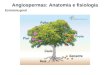 Angiospermas: Anatomia e fisiologia Estrutura geral