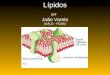 Lípidos por João Varela (UALG - FCMA). 1.Definição 2.Classes de lípidos Estrutura Função Lípidos