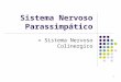 1 Sistema Nervoso Parassimptico = Sistema Nervoso Colinergico
