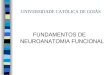 UNIVERSIDADE CATÓLICA DE GOIÁS FUNDAMENTOS DE NEUROANATOMIA FUNCIONAL