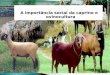 A importância social da caprino e ovinocultura. Caprinos e Ovinos Primeiros animais domesticados Recursos de subsistência Animais adaptados aos diversos