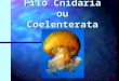 Filo Cnidaria ou Coelenterata. I. CARACTERIZAÇÃO:. Ex.: águas-vivas, corais, anêmonas e hidras.. Cavidade gastrovascular (digestiva) – sistema digestório