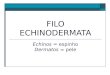 FILO ECHINODERMATA Echinos = espinho Dermatos = pele