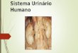 Sistema Urinrio Humano. Sistema Urinrio Dois rins Dois ureteres Uma bexiga urinria Uma uretra Nefrologia: estudo da anatomia, fisiologia e distrbios