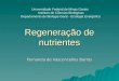 Regeneração de nutrientes Fernanda de Vasconcellos Barros Universidade Federal de Minas Gerais Instituto de Ciências Biológicas Departamento de Biologia