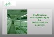 Biofábrica: micropropagação industrial de plantas