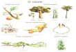 Estrutura interna do caule Regiões e origem Classificação dos Caules 1) Aéreos Eretos: Tronco - caule das árvores, lenhoso, engrossa Haste - caule