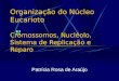 Organização do Núcleo Eucarioto Cromossomos, Nucléolo, Sistema de Replicação e Reparo Patrícia Rosa de Araújo