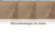 Microbiologia do Solo. Solo : maior reservatório de microrganismos do planeta direta ou indiretamente recebe todos os dejetos dos seres vivos local de
