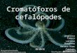Cromatóforos de cefalópodes Angélica Tronco Larissa Bargoena Natara Dias Tamires Minucelli Vanessa Freitas 25/10/11