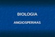 BIOLOGIA ANGIOSPERMAS. Angiospermas Habitat As angiospermas ocupam praticamente todos os ecossistemas do planeta, devido a sua grande capacidade de adaptação