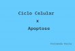 Ciclo Celular x Apoptose Fernanda Festa. Rb e o ciclo celular