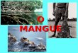 O MANGUE. O ecossistema O Brasil tem uma das maiores extensões de manguezais do mundo. Origina-se a partir do encontro das águas doce e salgada, formando