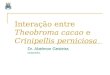 Interação entre Theobroma cacao e Crinipellis perniciosa Dr. Abelmon Gesteira DCB/UESC